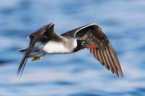 White-eyed Gull (Ichthyaetus leucophthalmus) flying, Eilat, Israel