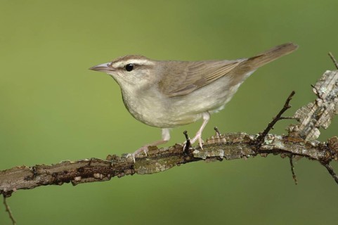 Swainson's Warbler (Limnothlypis swainsonii), Texas, USA