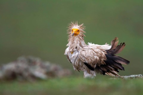 Egyptian Vulture (Neophron percnopterus), Castile-La Mancha, Spain