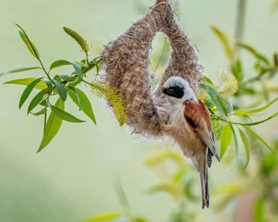 Eurasian Penduline Tit (Remiz pendulinus) male building nest, Saxony-Anhalt, Germany