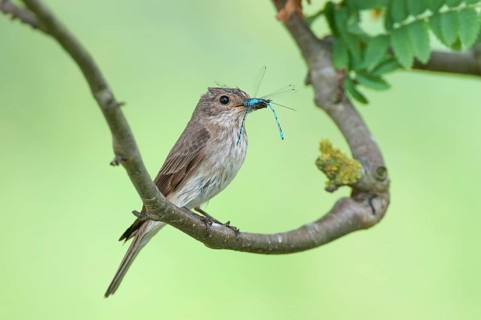 Spotted Flycatcher (Muscicapa striata), Lower Saxony, Germany