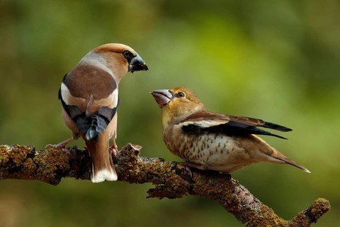 Appelvink man voert een appelvink jong, Hawfinch male is feeding juvenile