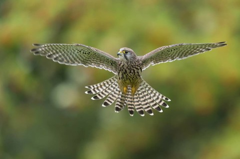 Common Kestrel (Falco tinnunculus) female flying, Lower Saxony, Germany