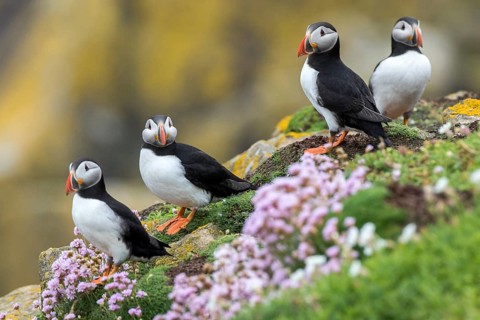 Atlantic Puffin (Fratercula arctica) group, Saltee Islands, Ireland