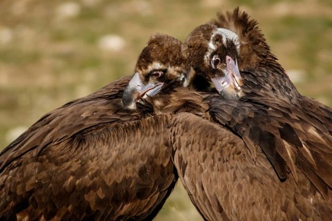 Cinereous Vulture (Aegypius monachus) couple preening the plumage, Castile and Leon, Spain
