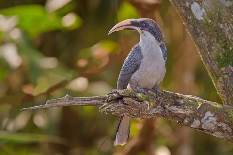 Ceylon-Grautoko im Regenwald von Sri Lanka