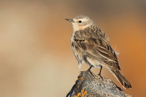 Water Pipit - Bergpieper - Anthus spinoletta ssp. blakistoni, Kyrgyzstan, adult