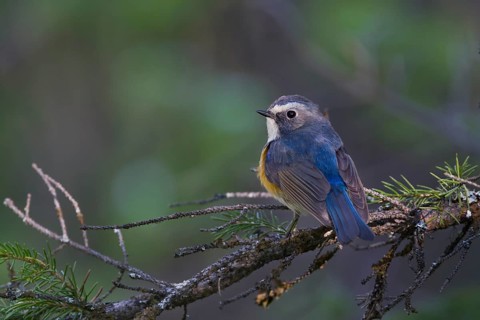 Orange-flanked Bluetail - Blauschwanz - Tarsiger cyanurus, Kazakhstan, male