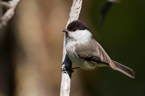 Willow Tit - Weidenmeise - Poecile montanus ssp. baicalensis, Kazakhstan (Altai)