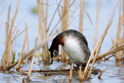 Red-necked Grebe (Podiceps grisegena) invitating to mating on nest, Mecklenburg-Western Pomerania,