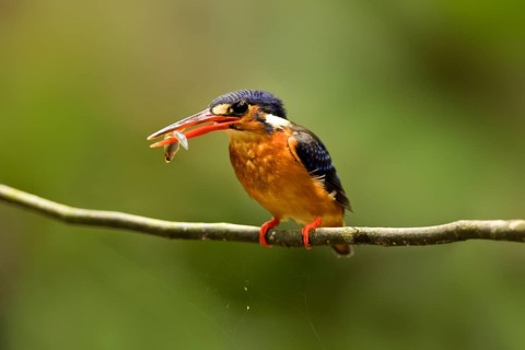 Blue-eared Kingfisher (Alcedo meninting) female perched on a branch with fish in beak, Selangor,