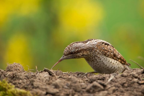 Eurasian Wryneck (Jynx torquilla) foraging, Saxony, Germany