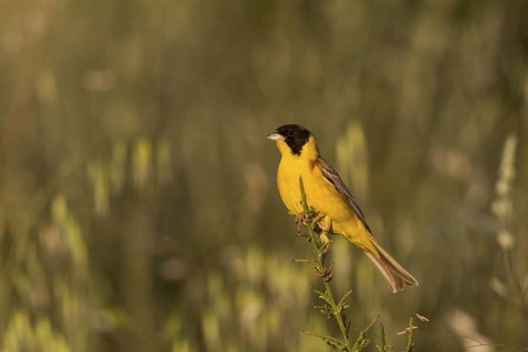 Black-headed Bunting (Emberiza melanocephala) male, Cyprus