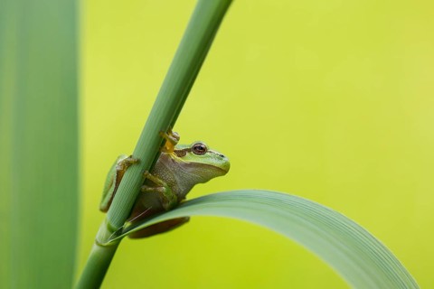European Tree Frog (Hyla arborea) perchend on reed, North Rhine-Westphalia, Germany