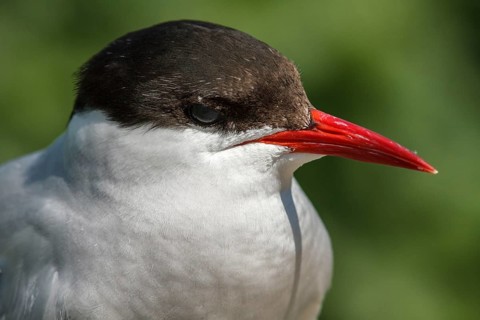 Arctic Tern (Sterna paradisaea), portrait, Farne Islands, United Kingdom