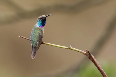 Purple-collared Woodstar (Myrtis fanny) male perched on a branch, Lima, Peru