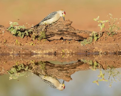 Golden-fronted Woodpecker (Melanerpes aurifrons) male, Texas, USA