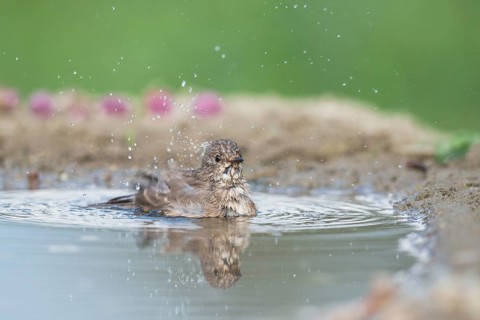Spotted Flycatcher (Muscicapa striata) bathing, Aosta Valley, Italy
