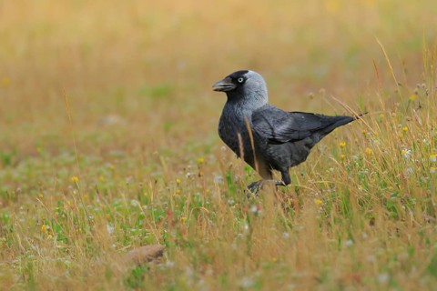 Western Jackdaw (Coloeus monedula), Andalusia, Spain
