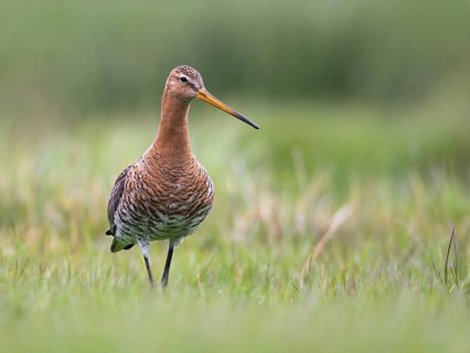Black-tailed Godwit (Limosa limosa) foraging in marshland, North Holland, Netherlands