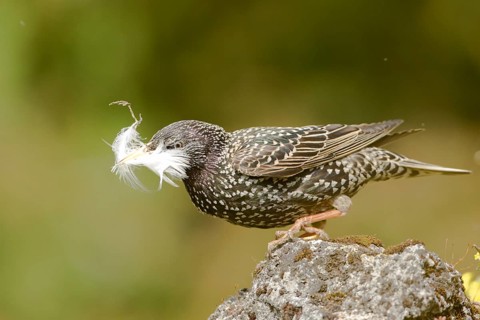 Common Starling (Sturnus vulgaris) carrying feather in beak, Bavaria, Germany