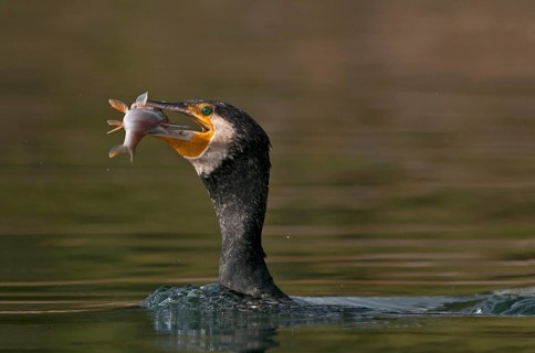 Great Cormorant (Phalacrocorax carbo) with Eurasian perch (Perca fluviatilis) prey in beak,