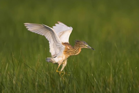 Squacco Heron (Ardeola ralloides) flying, Lesvos, Greece