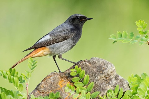 Black Redstart (Phoenicurus ochruros) male, St. Gallen, Switzerland