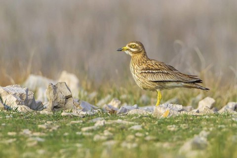 Eurasian Stone-curlew (Burhinus oedicnemus) in field, Dalmatia, Croatia