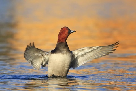 Common Pochard (Aythya ferina) male, Carinthia, Austria