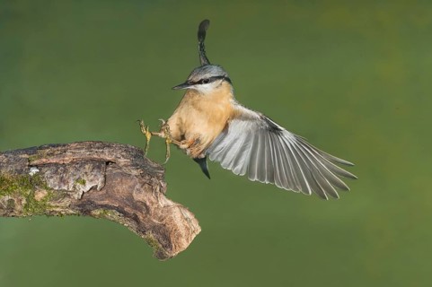 Eurasian Nuthatch (Sitta europaea) landing on a branch, Aosta Valley, Italy