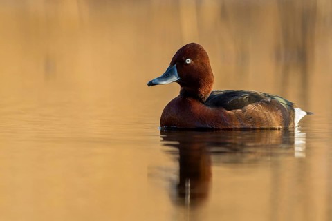 Ferruginous Duck (Aythya nyroca) male, Krk, Croatia