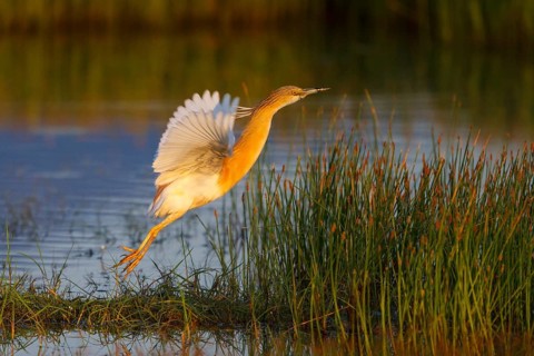 Squacco Heron (Ardeola ralloides) flying, Greece