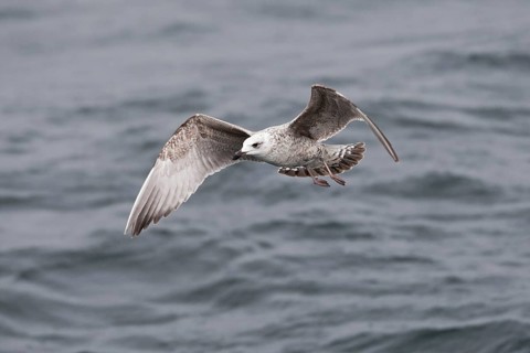 European Herring Gull (Larus argentatus) flying, Baltic Sea, Germany