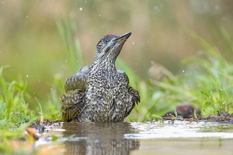 European Green Woodpecker (Picus viridis) juvenile bathing, Aosta Valley, Italy