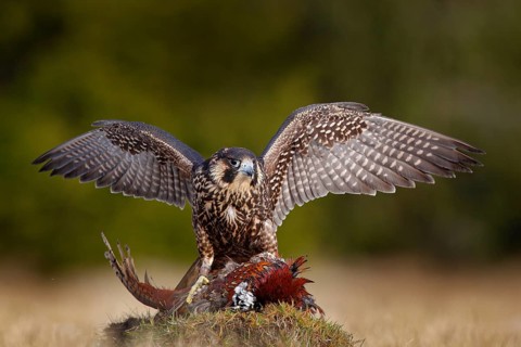 Peregrine falcon with caught kill Pheasant. Beautiful bird of prey feeding on killed big bird on