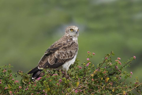 Short-toed Snake Eagle (Circaetus gallicus), India