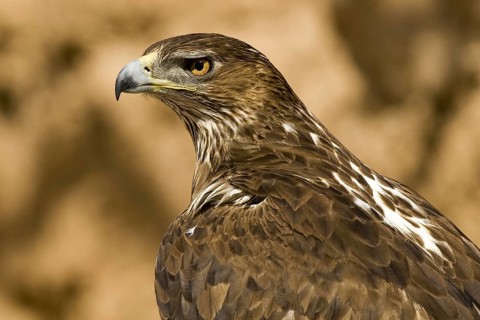 Bonelli's Eagle (Aquila fasciata) female, Castile-La Mancha, Spain