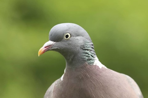 Common Wood Pigeon (Columba palumbus), Lower Saxony, Germany