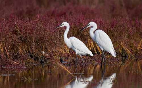 Little Egret (Egretta garzetta) foraging, Croatia
