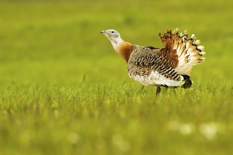Great Bustard (Otis tarda) male, Castile-La Mancha, Spain