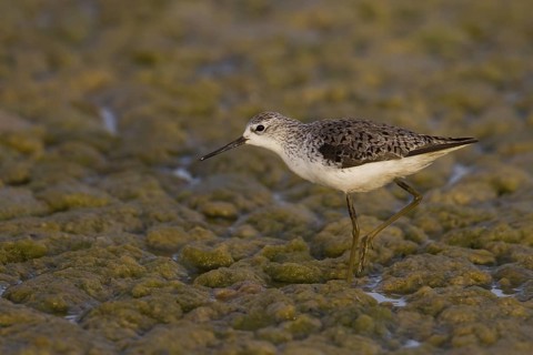 Marsh Sandpiper (Tringa stagnatilis), Oman