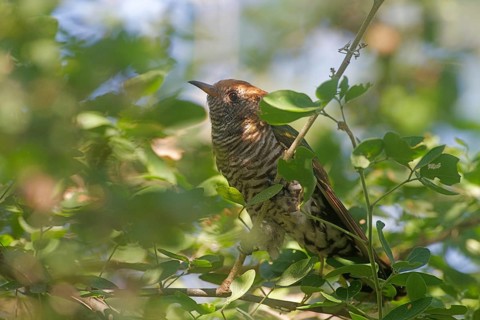 Asian Emerald Cuckoo (Chrysococcyx maculatus), Nonthaburi, Thailand