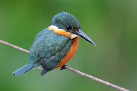 American Pygmy Kingfisher (Chloroceryle aenea), Pantanal, Brazil