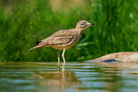 The bird stands in the water, a calm scenario in a green environment, Stone Curlew (Burhinus