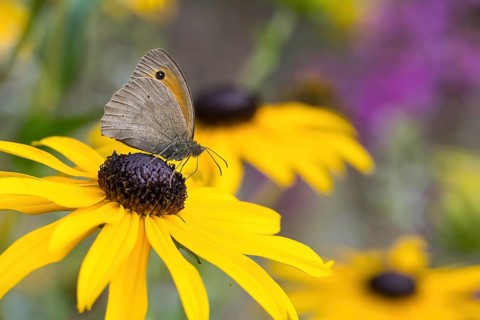 Meadow Brown (Maniola jurtina) sitting on a yellow flower, yellow coneflower (Echinacea paradoxa),