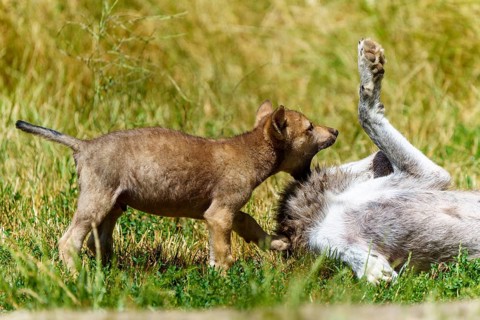 A wolf pup stands curiously over a lolling wolf in the meadow, Timberwolf, wolf, American wolf,