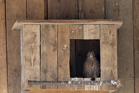 Kestrel (Falco tinnunculus) Young bird looks at the butterfly in wonder and curiosity, Admiral,