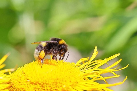 Earth bumblebee (Bombus terrestris), with pollen cup, collecting pollen on a yellow flower of a