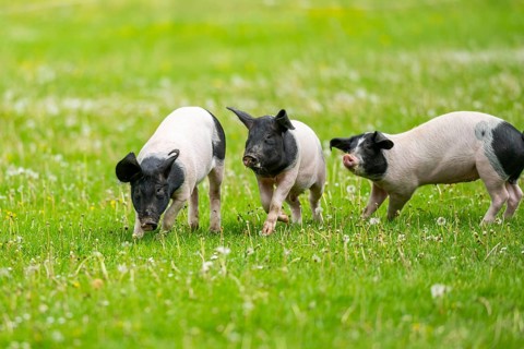 Swabian-Hall swine (Schwäbisch-Hällisches Landschwein) running over a meadow, Germany